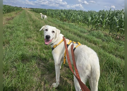 Seppiolino: Traumhund für aktive Menschen
