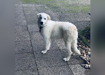 Cappuccino: "kleiner" Lausbub wartet in Coesfeld