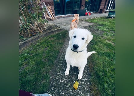 Cappuccino: "kleiner" Lausbub wartet in Coesfeld