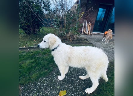 Cappuccino: "kleiner" Lausbub wartet in Coesfeld