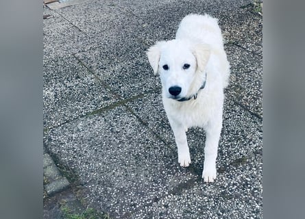 Cappuccino: "kleiner" Lausbub wartet in Coesfeld