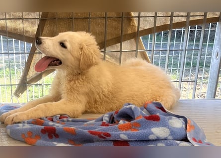 Cappuccino: "kleiner" Lausbub wartet in Coesfeld