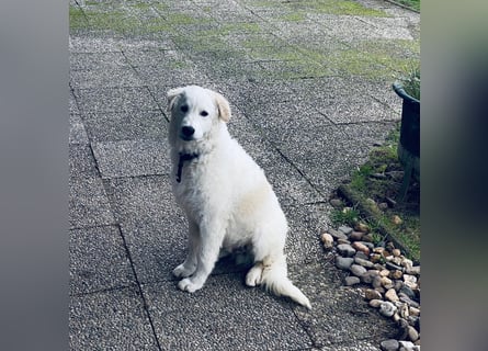 Cappuccino: "kleiner" Lausbub wartet in Coesfeld