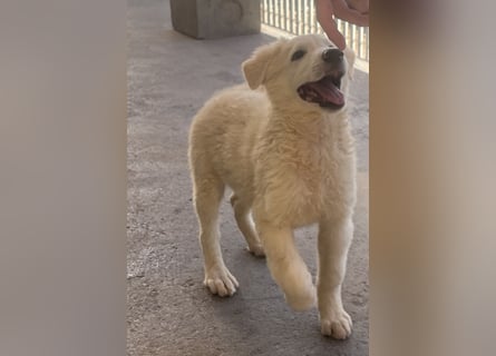 Cappuccino: "kleiner" Lausbub wartet in Coesfeld