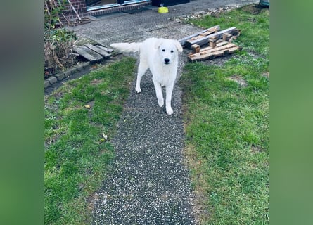 Cappuccino: sein Traum: eine eigene Familie