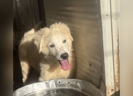 Cappuccino: "kleiner" Lausbub wartet in Coesfeld