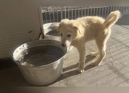 Cappuccino: "kleiner" Lausbub wartet in Coesfeld