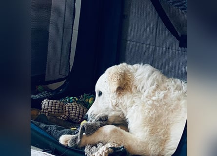 Cappuccino: sein Traum von einer eigenen Familie