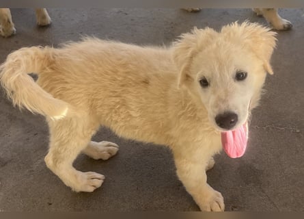 Cappuccino: "kleiner" Lausbub wartet in Coesfeld