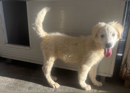 Cappuccino: "kleiner" Lausbub wartet in Coesfeld