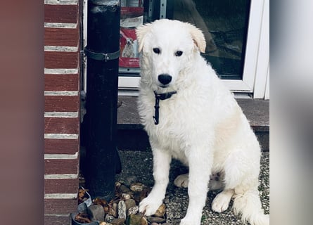 Cappuccino: "kleiner" Lausbub wartet in Coesfeld