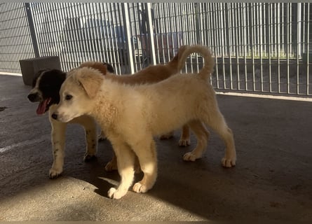 Cappuccino: "kleiner" Lausbub wartet in Coesfeld