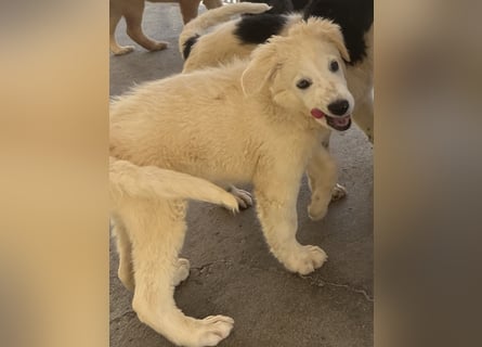 Cappuccino: "kleiner" Lausbub wartet in Coesfeld