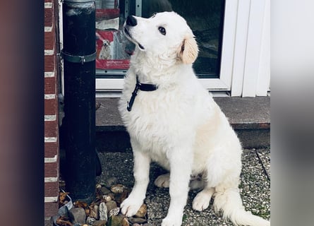 Cappuccino: "kleiner" Lausbub wartet in Coesfeld