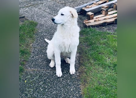 Cappuccino: sein Traum von einer eigenen Familie