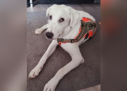 Seppiolino: Traumhund für aktive Menschen