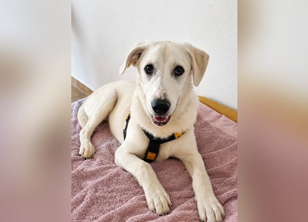 Seppiolino: will lernen, spielen, kuscheln