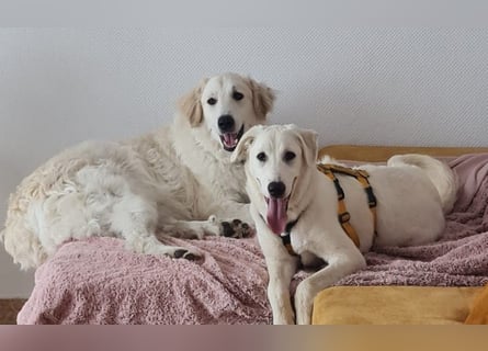 Seppiolino: will lernen, spielen, kuscheln