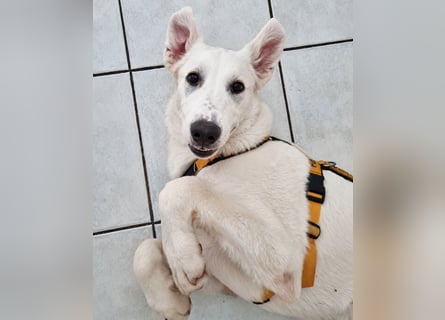 Seppiolino: will lernen, spielen, kuscheln