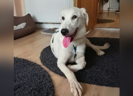 Seppiolino: Traumhund für aktive Menschen