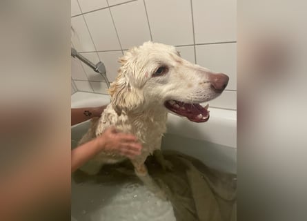 Milo: ein Schatz, der immer lacht