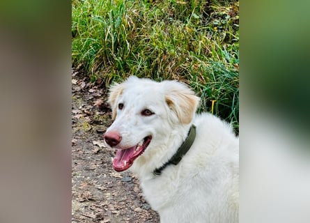 Milo: ein Schatz, der immer lacht