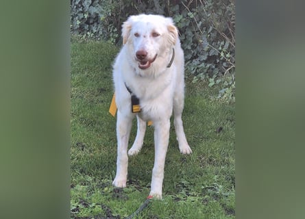 Milo: ein Schatz, der immer lacht