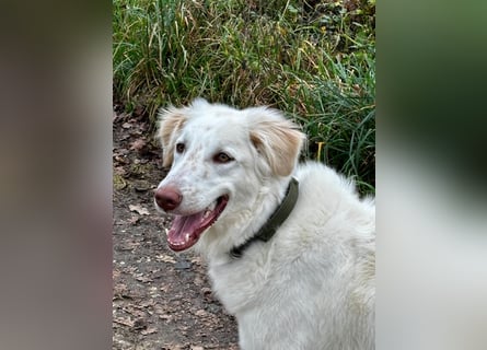 Milo: ein Schatz, der immer lacht