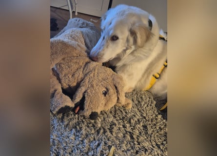 Milo: ein Schatz, der immer lacht