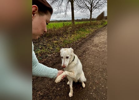Milo: ein Schatz, der immer lacht