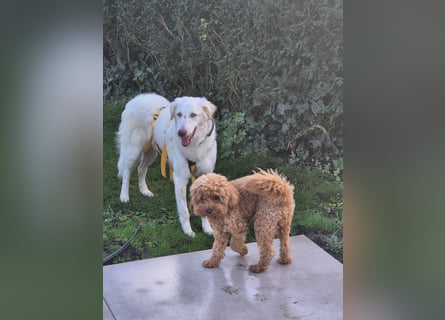 Milo: ein Schatz, der immer lacht