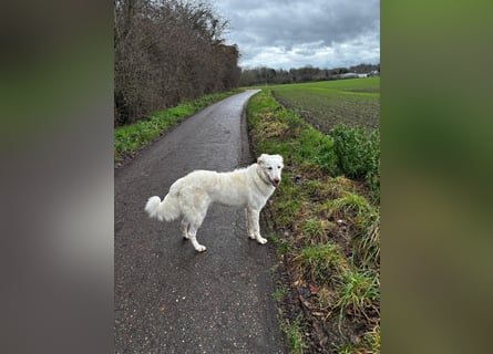 Milo: ein Schatz, der immer lacht