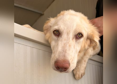 Milo: ein Schatz, der immer lacht