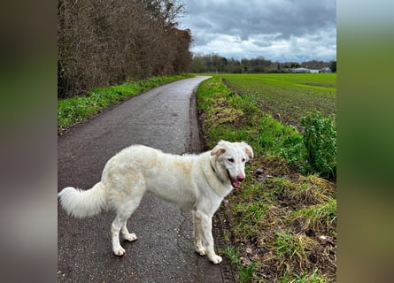 Milo: ein Schatz, der immer lacht