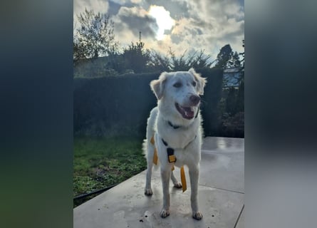 Milo: ein Schatz, der immer lacht