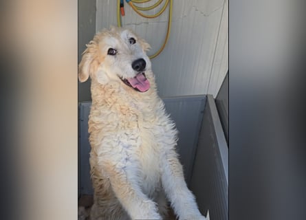 Tito: wie ein Sechser im Lotto