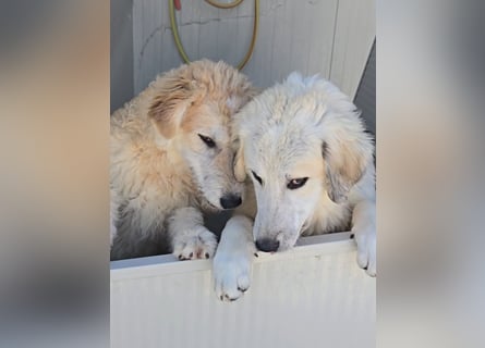 Tito: wie ein Sechser im Lotto