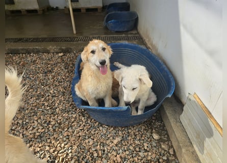 Tito: ein Wuschel zum Kuscheln