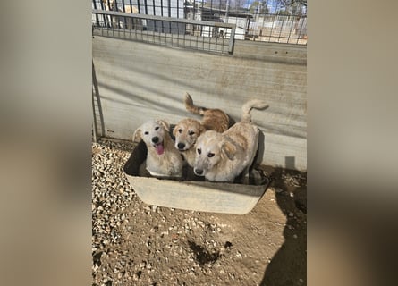 Tito: Traumhund ohne Wenn und Aber