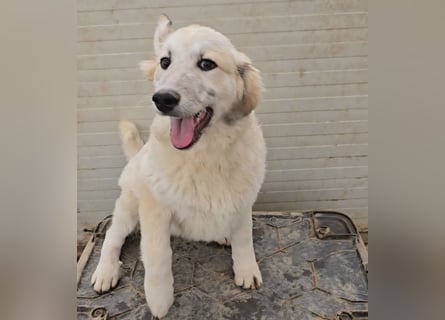 Tancredi: mit ihm wird die Welt ein wenig bunter