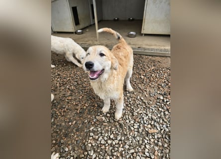 Tito: Traumhund ohne Wenn und Aber