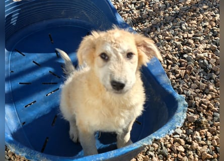 Tito: ein Wuschel zum Kuscheln