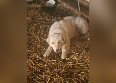 Girella: Schönheit und Reinrassigkeit nutzen ihr nichts