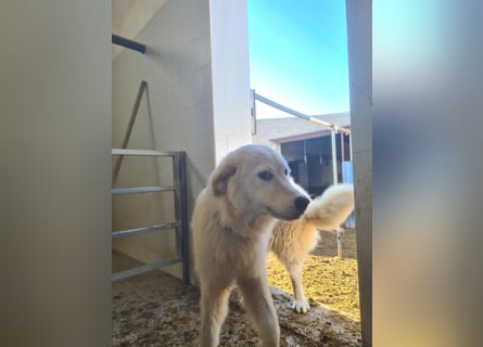 Girella: Schönheit und Reinrassigkeit nutzen ihr nichts