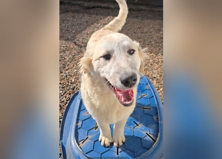 Tancredi: ein schlauer Wushel