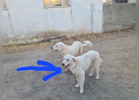 Girella: Schönheit und Reinrassigkeit nutzen ihr nichts