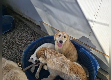 Tito: ein Wuschel zum Kuscheln