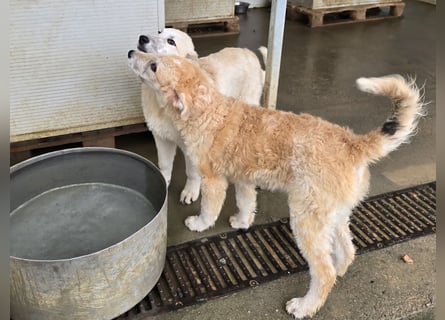 Tito: Traumhund ohne Wenn und Aber