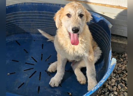 Tito: Traumhund ohne Wenn und Aber