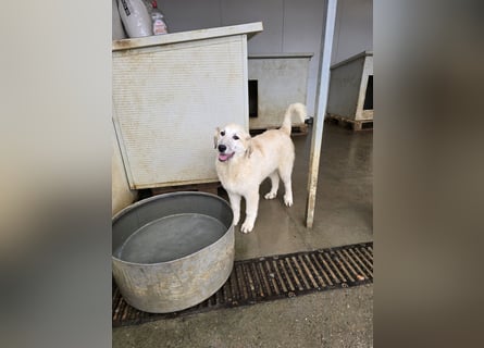 Tancredi: ein schlauer Wushel